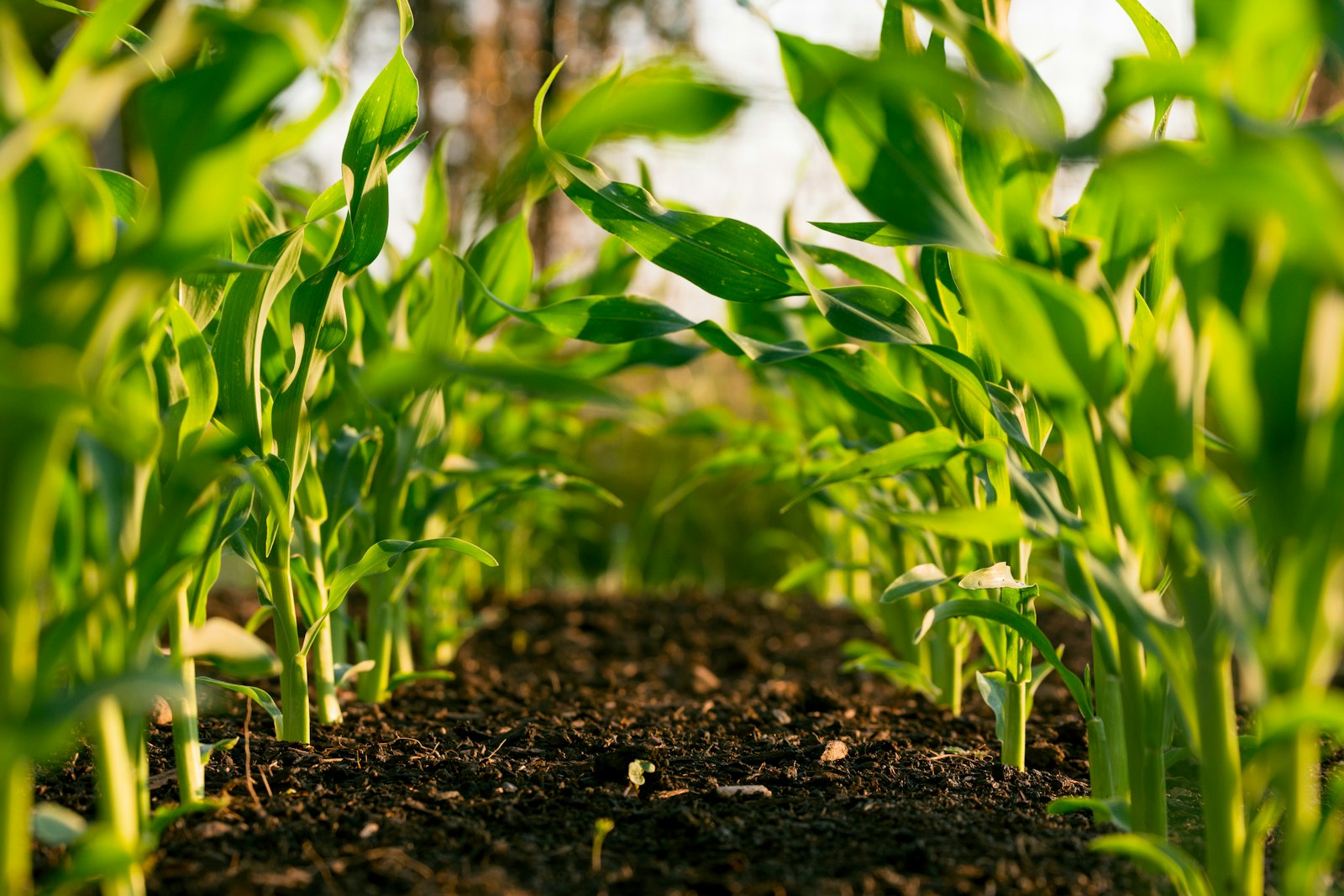 Costa agrícola (imagen demo)